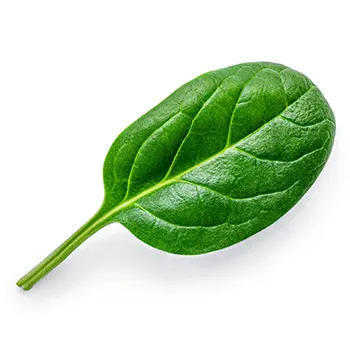 Spinach (22)-8258360-33630.webp